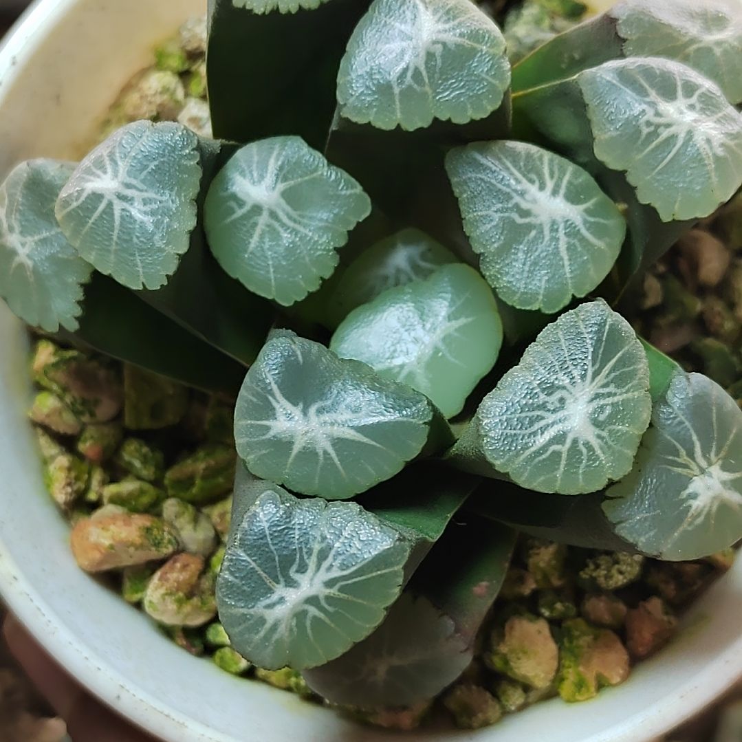 90号 欧系实生万象 7厘米左右一物一拍带盆