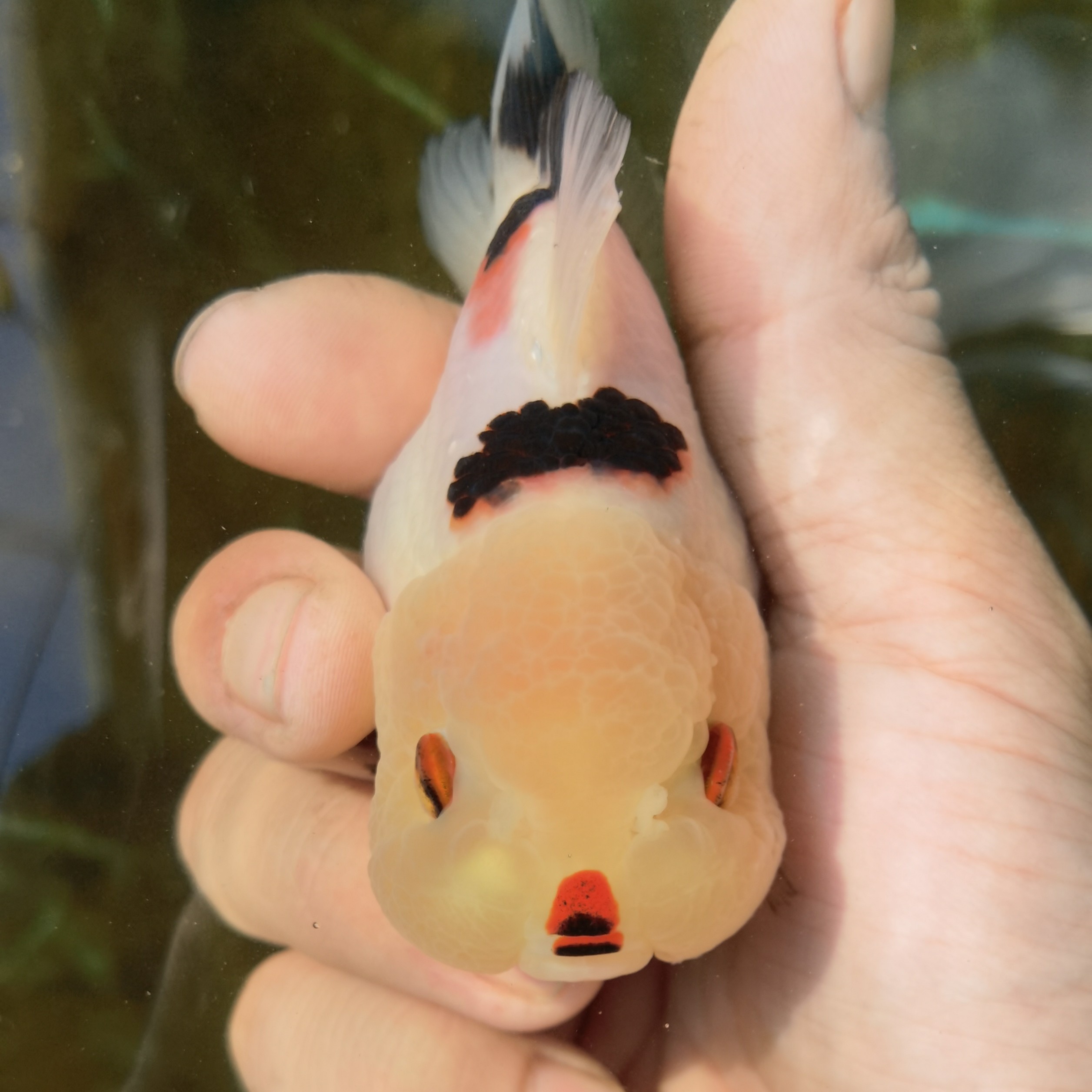 金鳞～优质玛丽泰狮观赏鱼