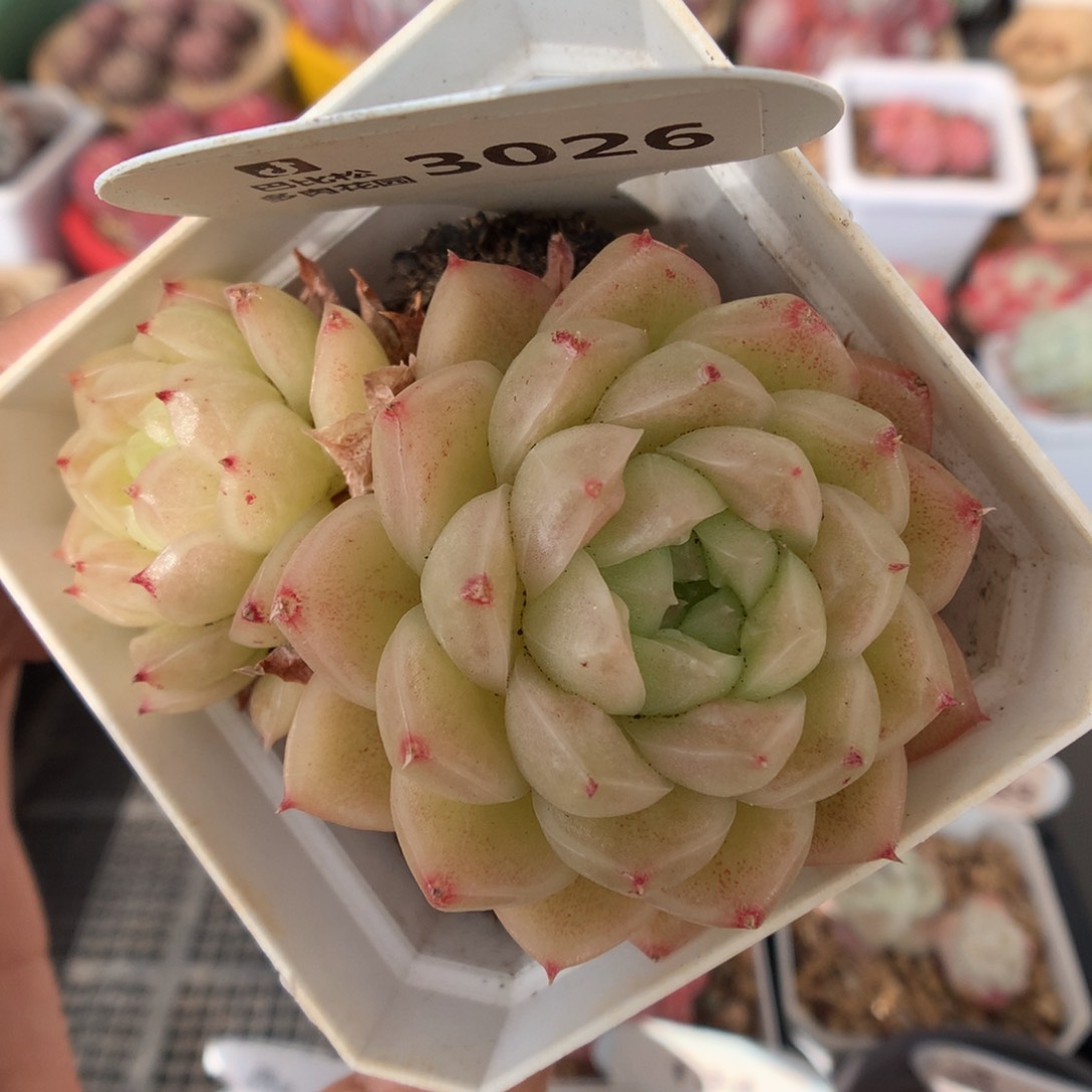 3026双头麦杆多肉植物