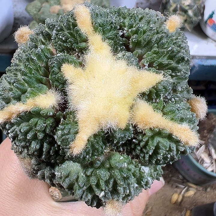 金毛哥斯拉501仙人球开花