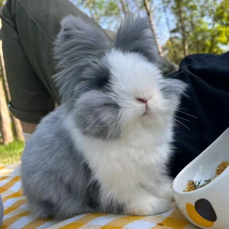  盖脸道奇猫猫兔子活物可做造型