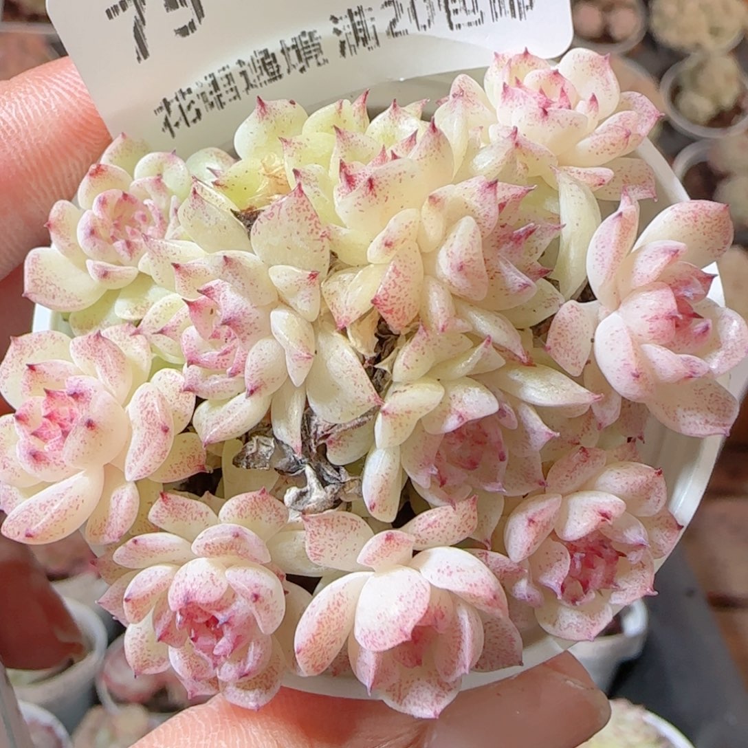 花语多肉1231-75魔仙散