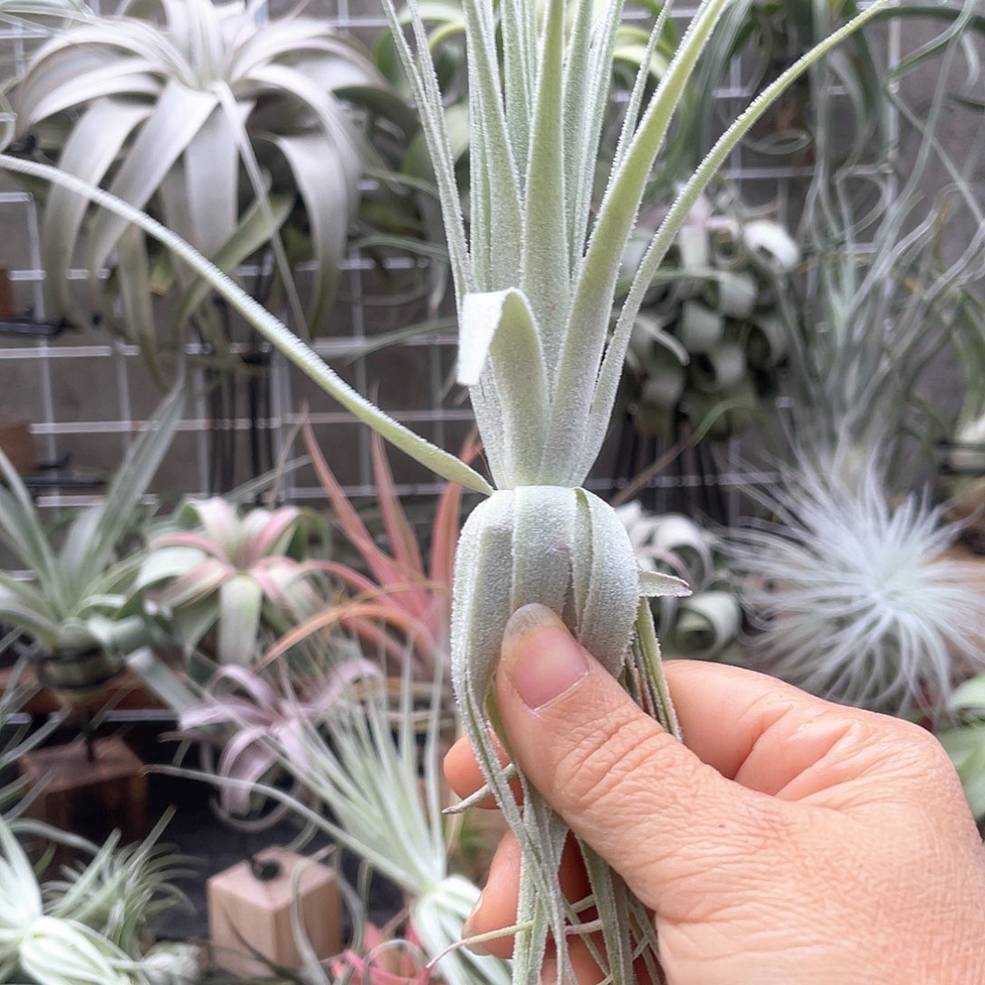 z***y薄纱48号空气凤梨