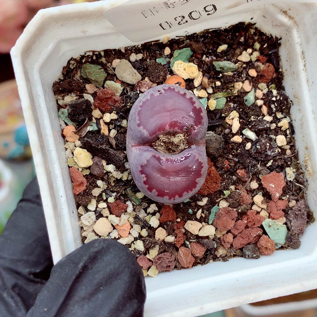 生石花满18包邮9-115