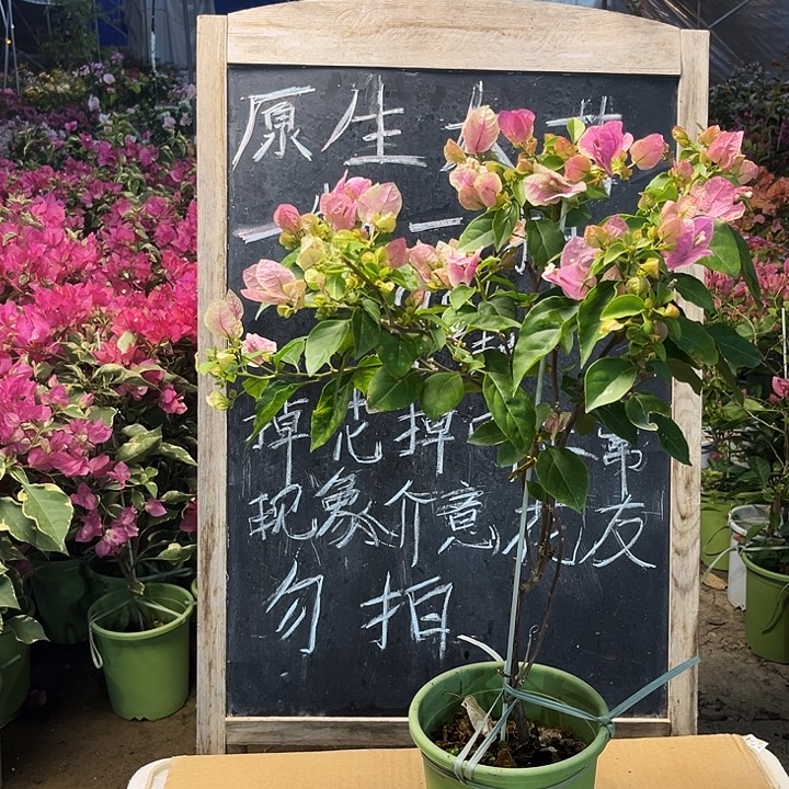 完全开放三角梅章红樱