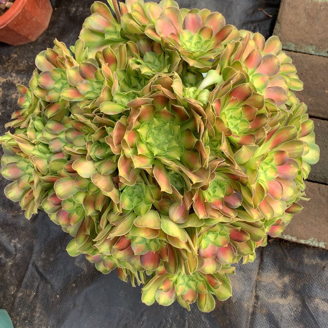 韶华捧花，多肉植物