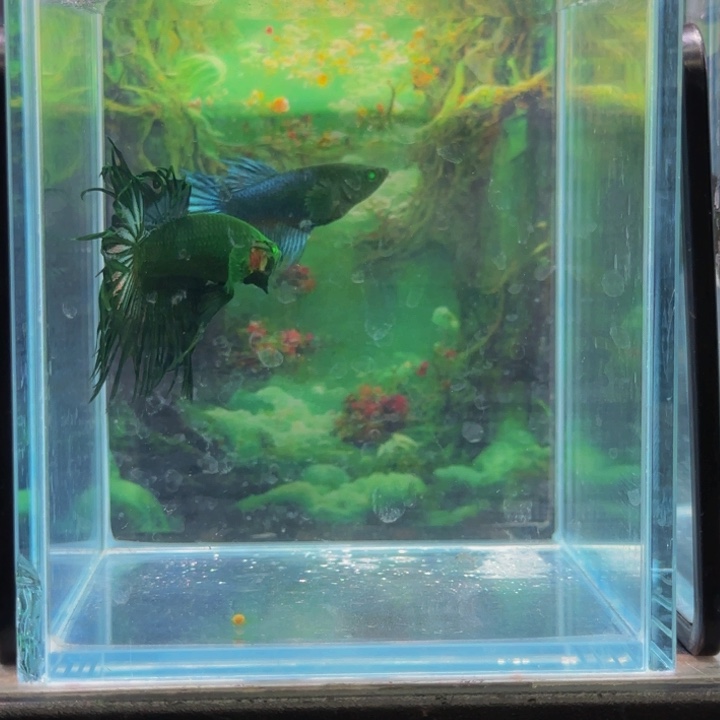 斗鱼就是这么喜欢这个人