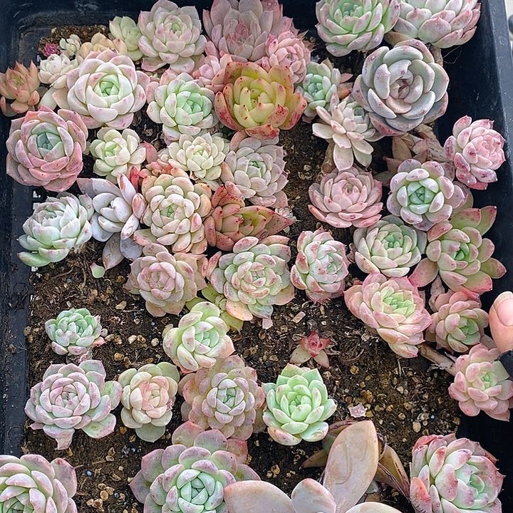 96 多肉植物盆栽花卉