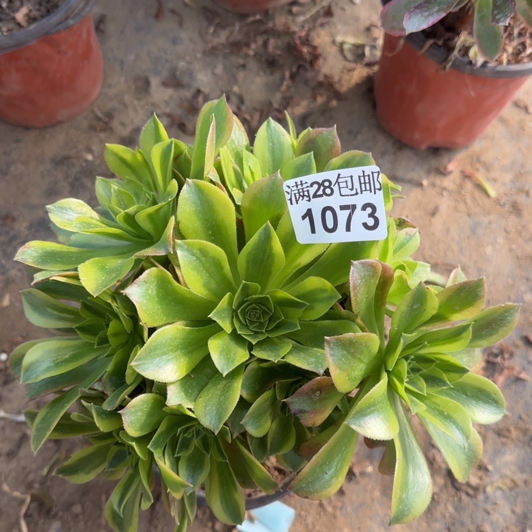 青檬多肉1073满28包邮断枝不包