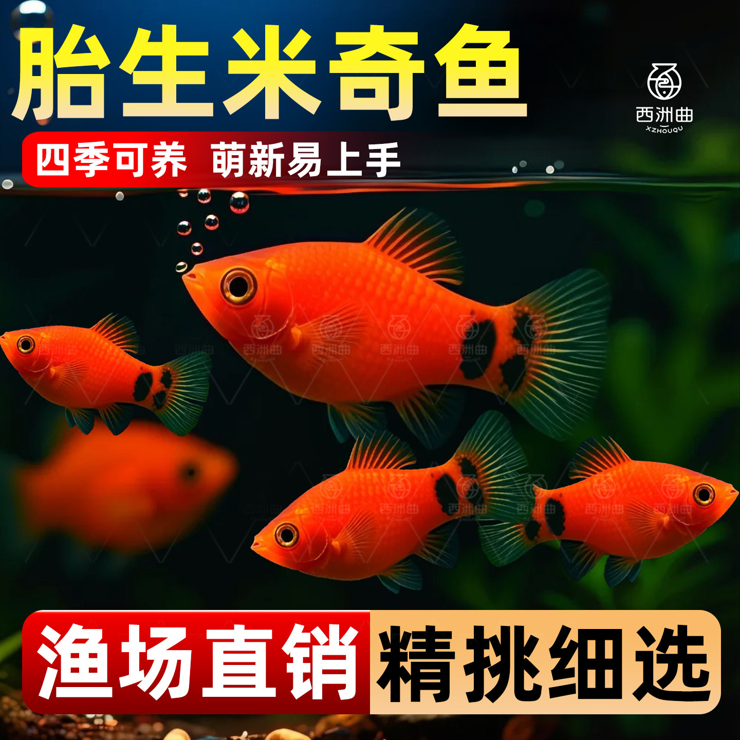 红米奇鱼孕母临产胎生月光鱼苗观赏鱼小型淡水好养耐活热带鱼活体
