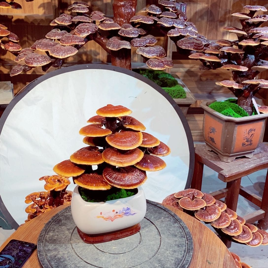 发财树发财树发财树