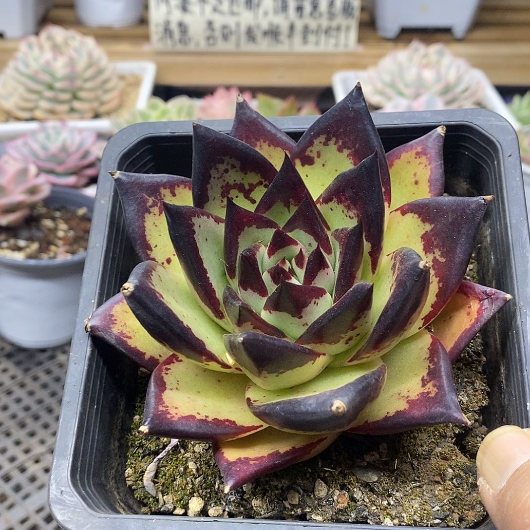 0897 状态乌木 需延时发货