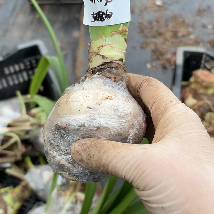 双龙7.5左右福利闪1号