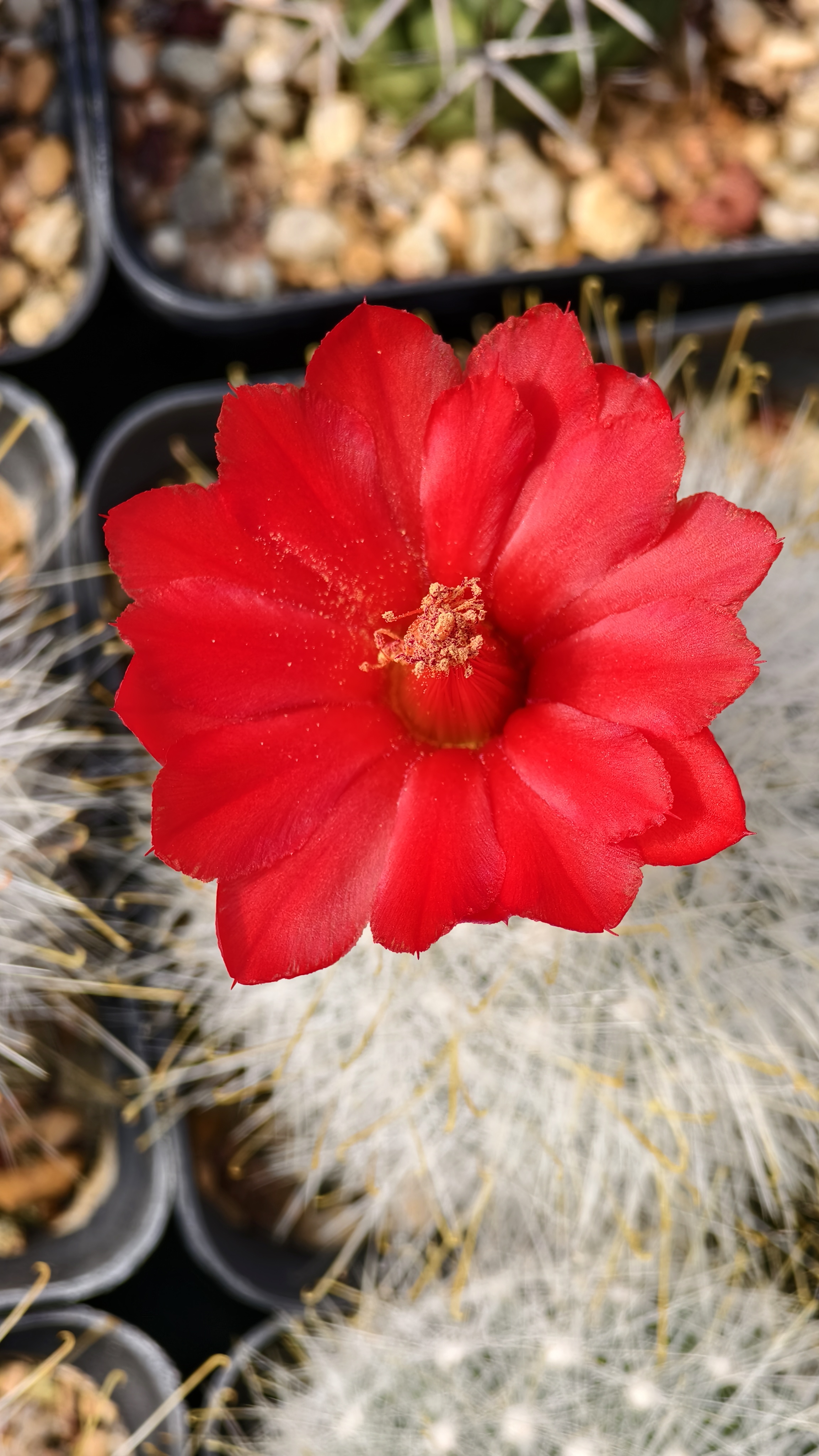 二号直播出售仙人掌专用  请勿直接拍下