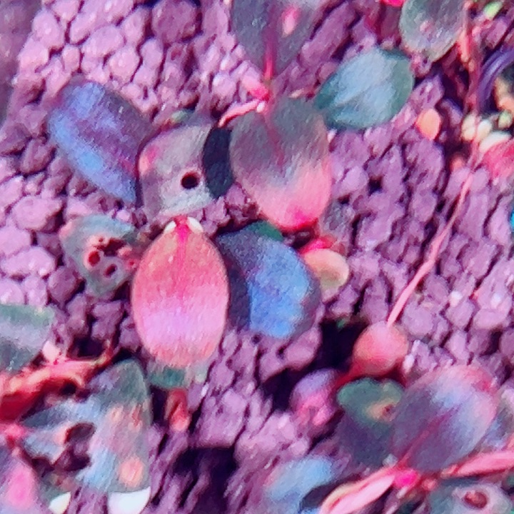 福利075号福利价植物一头乾坤