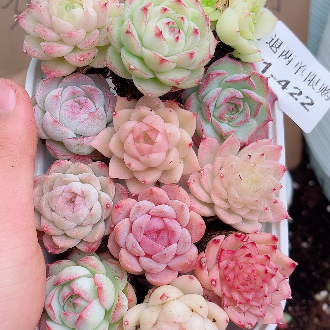 1-422 新疆西藏内蒙不发12.8包邮多肉