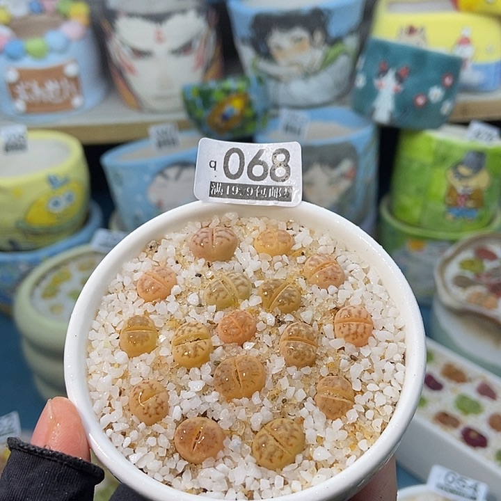 大舅生石花肉锥多肉068