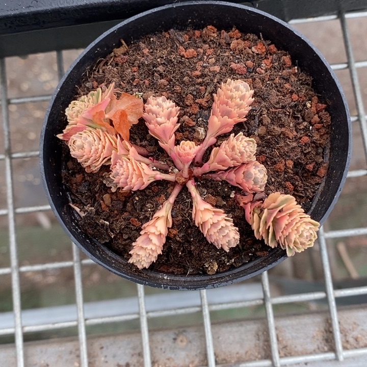 伯克利和格蕾纳等著名音乐人