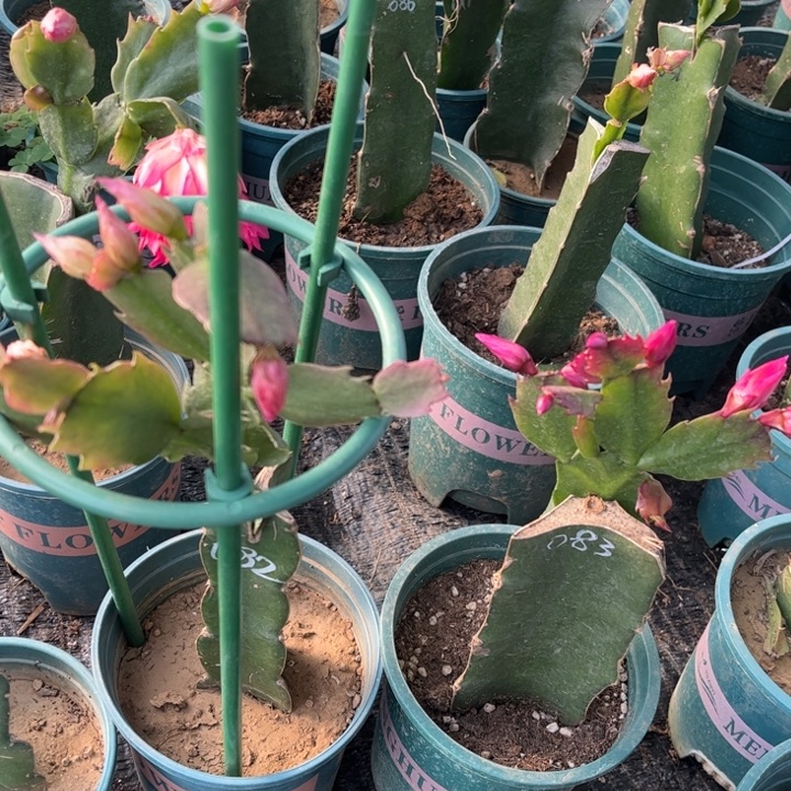 萍***聚58号083➕082两颗2