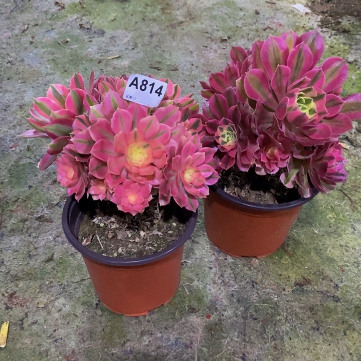 粉女巫多肉植物814