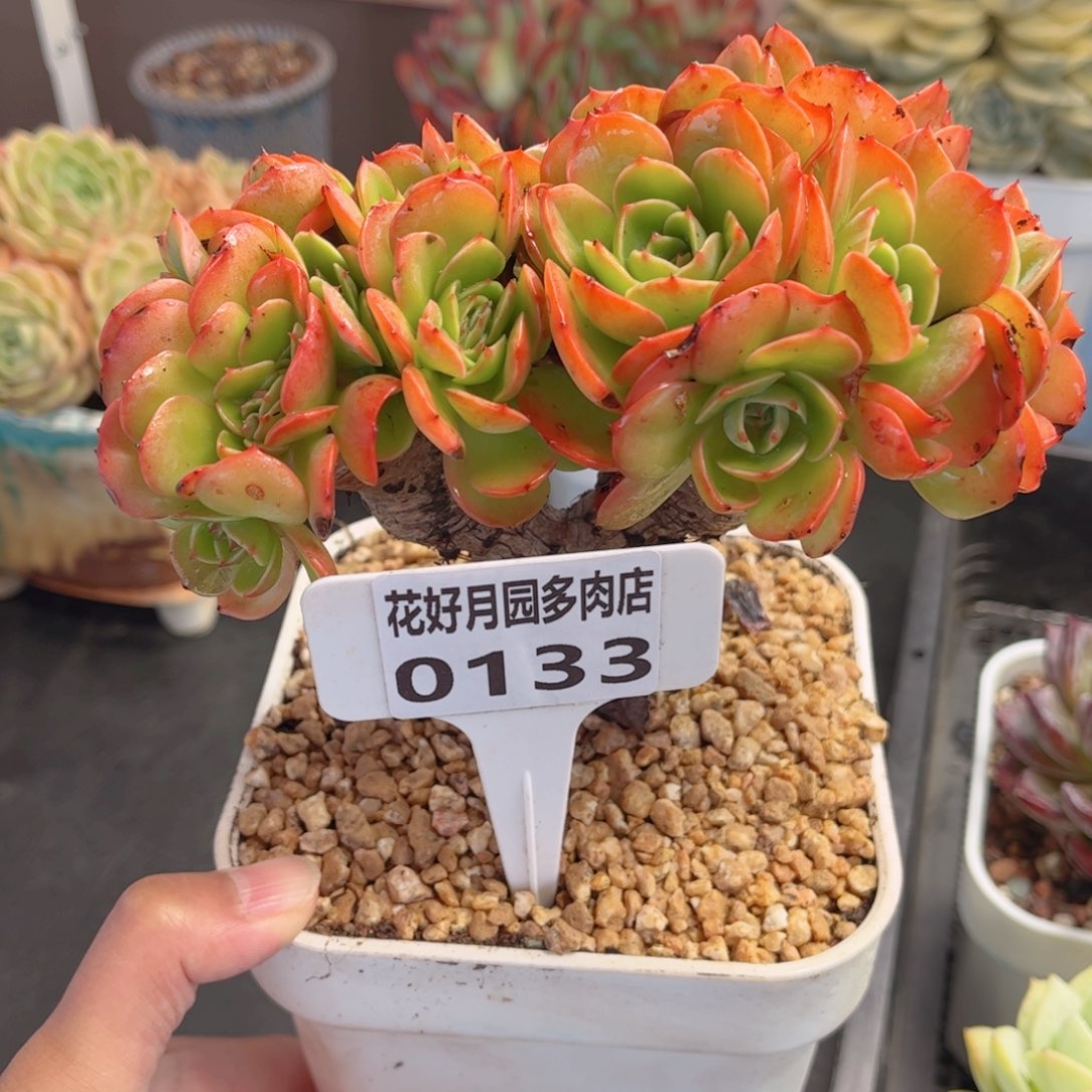 多肉植物0133 一定要拍个冷链哦