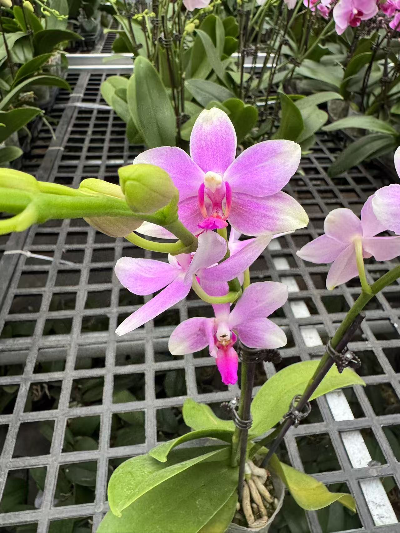 蝴蝶兰【蓝宝石】观花绿植高端盆栽基地发货