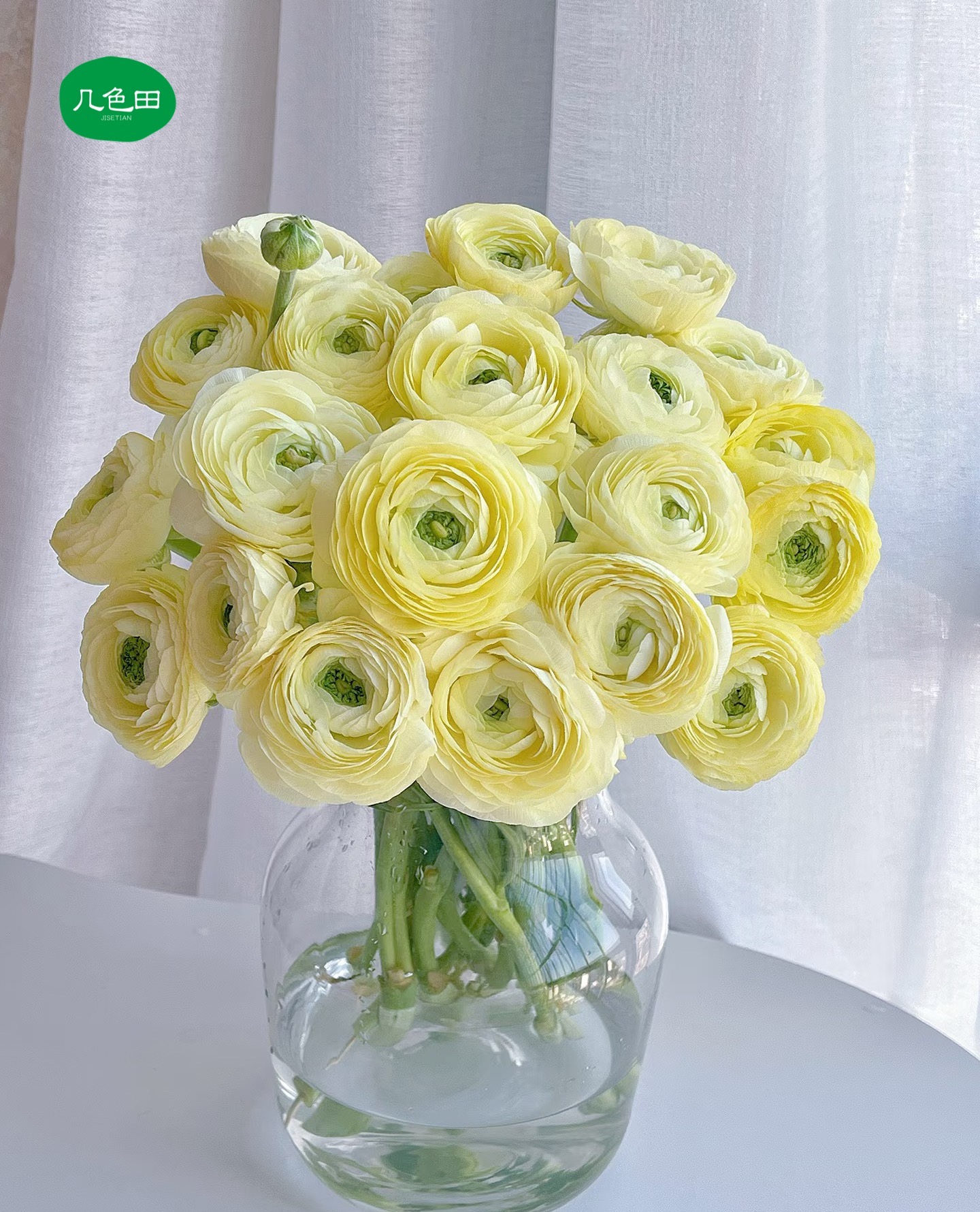 奶油黄洋牡丹----云南直发鲜花云南花插花鲜花 
