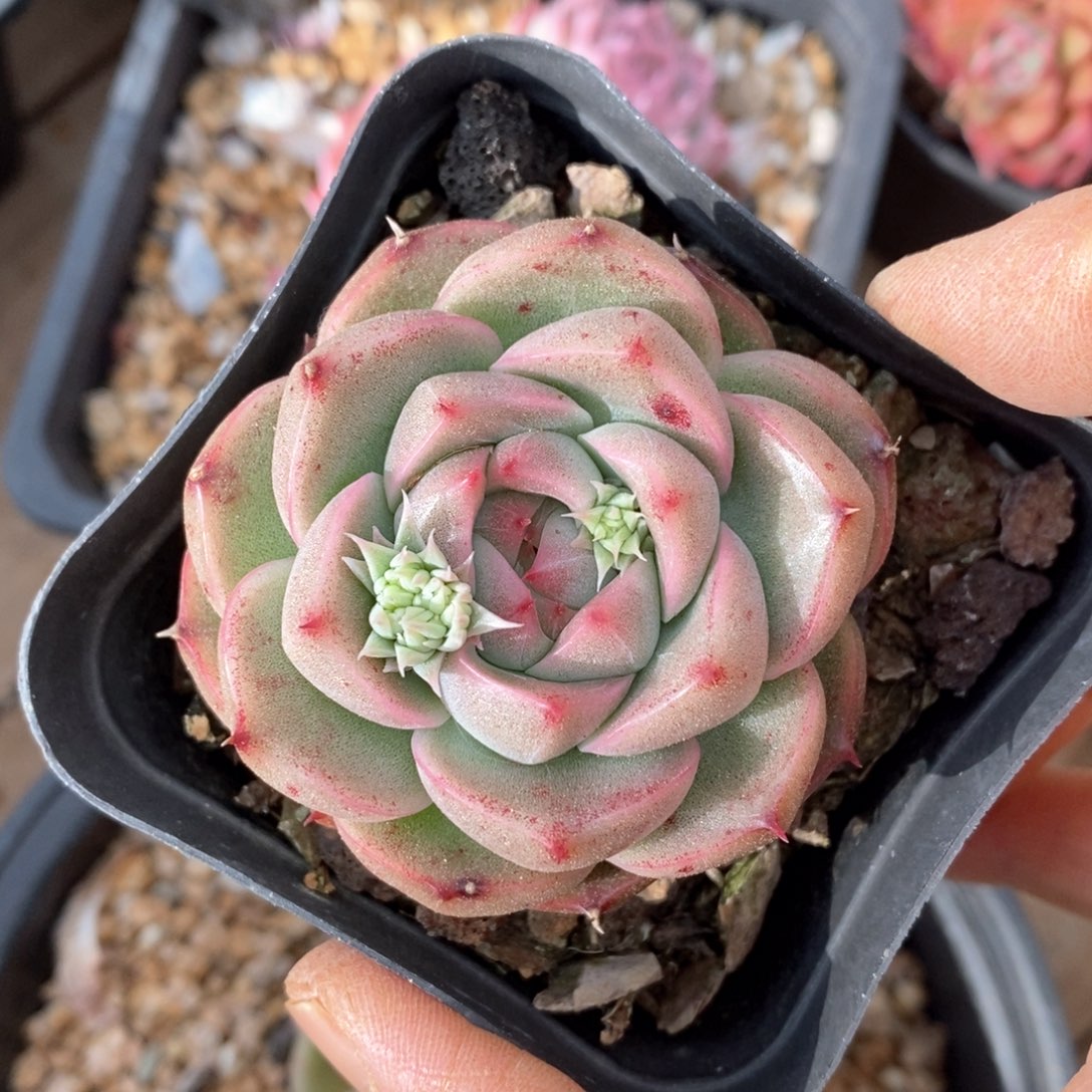 精品多肉一物一拍不包整15