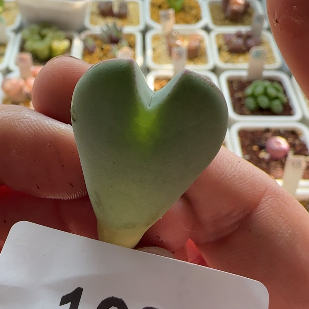 【闪购商品】1088    