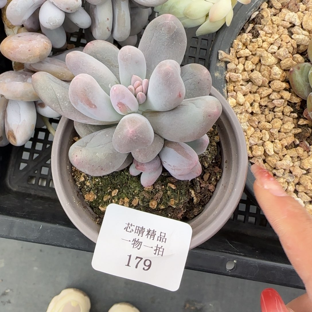 闪购精品多肉179号
