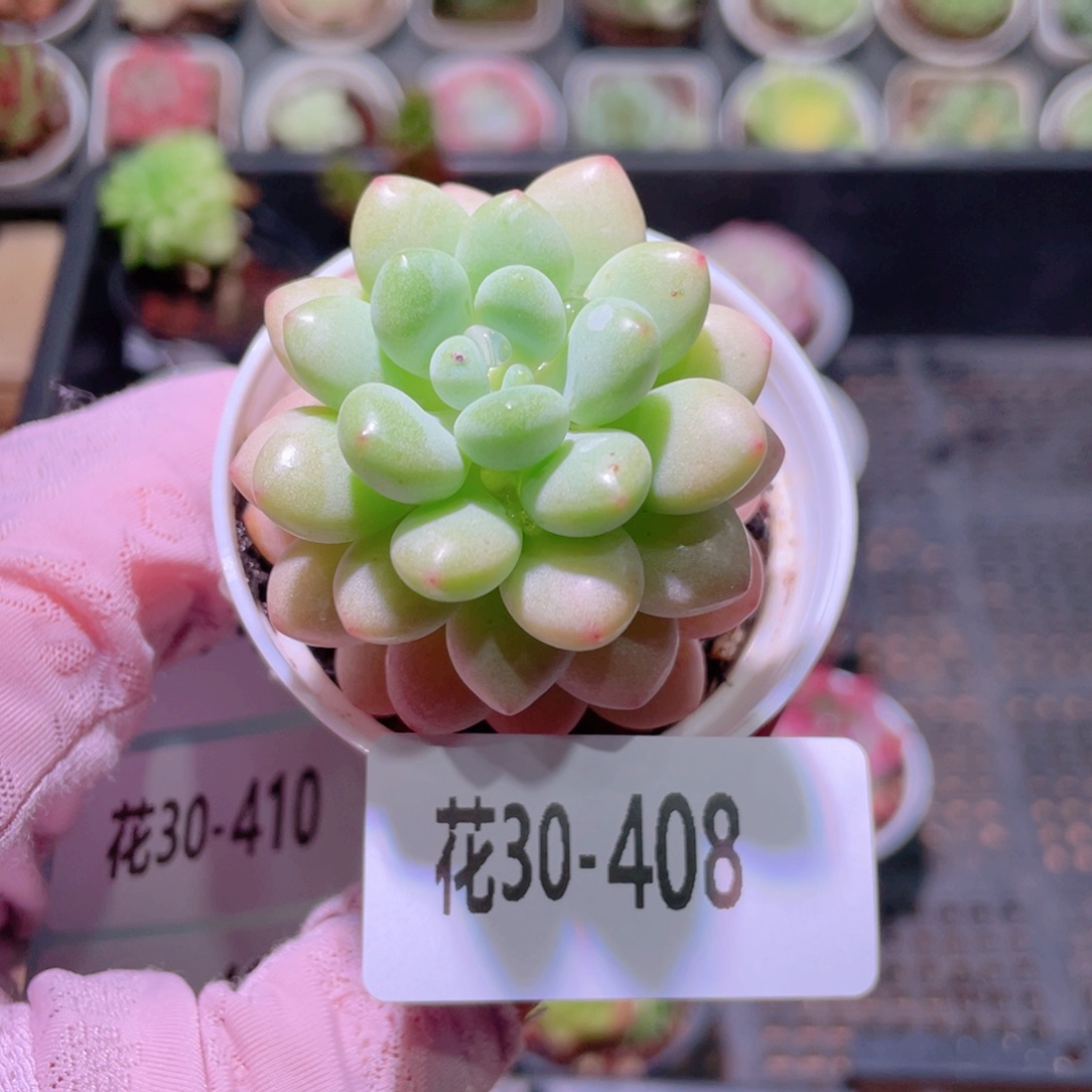 花利美30-408洛可可