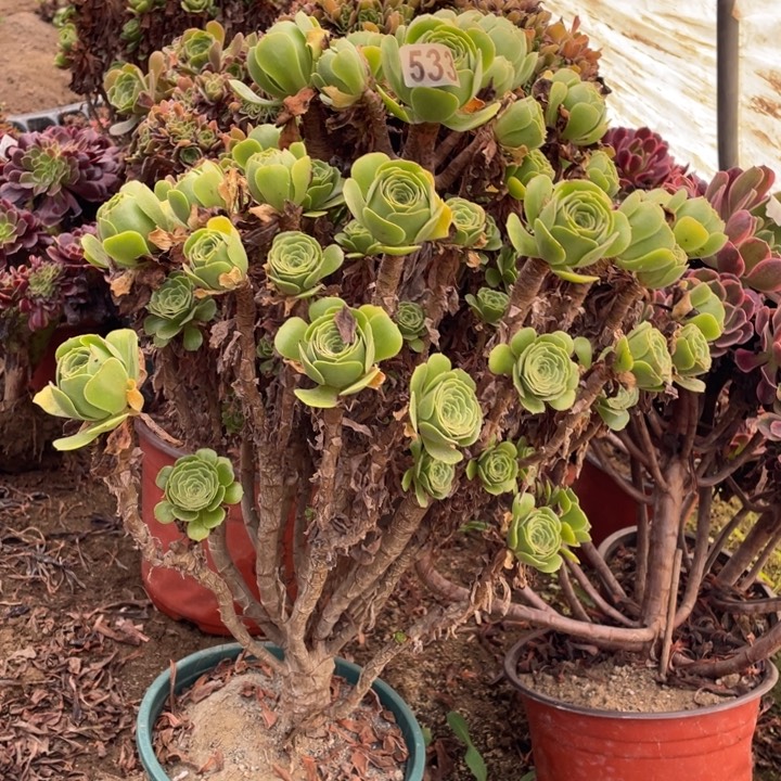 533绿羊绒法师多肉植物