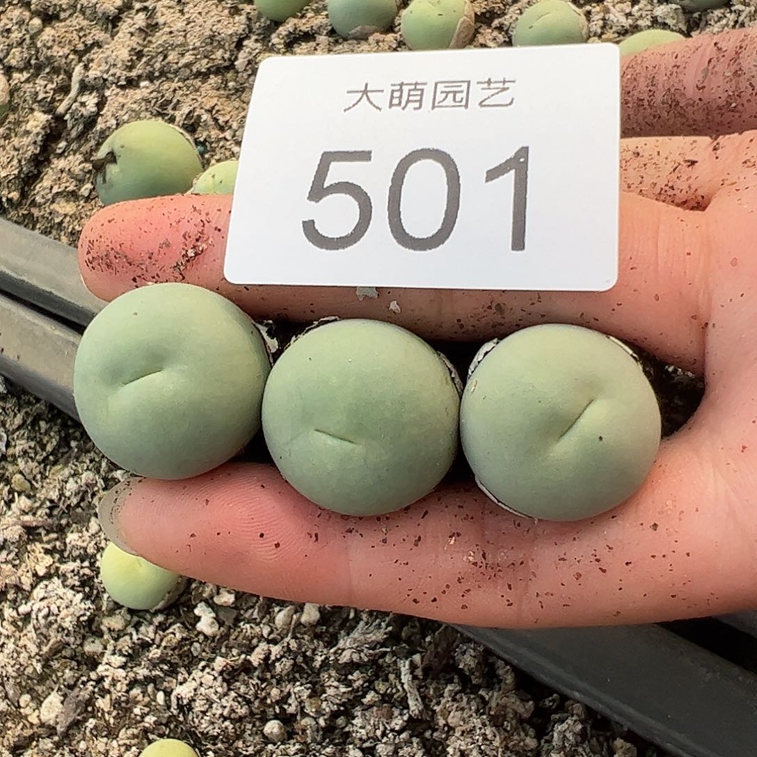 量拍以下1颗大鸽子蛋。  501