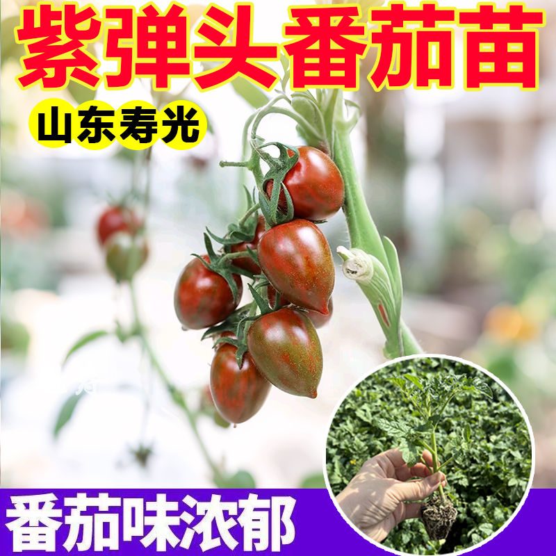超甜紫弹头迷彩番茄苗秧高产长寿西红柿种子籽四季盆栽阳台庭院