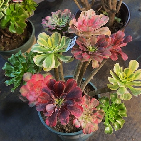 法师嫁接的时候就会有44