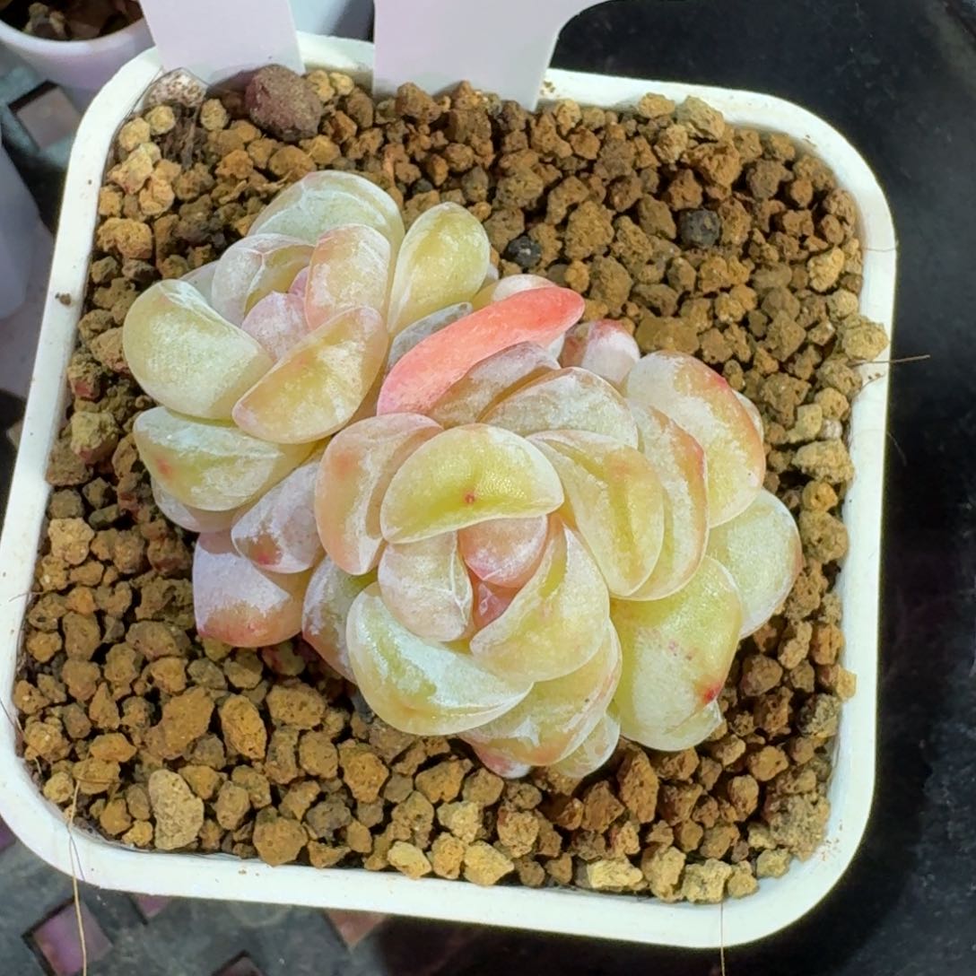 0130–106-果汁软糖群