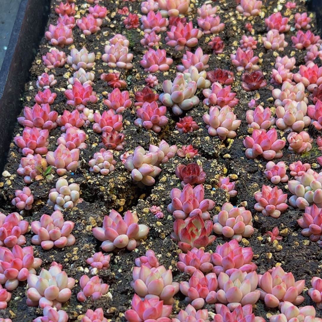 锦***ッ890多肉葡萄的味道是真的