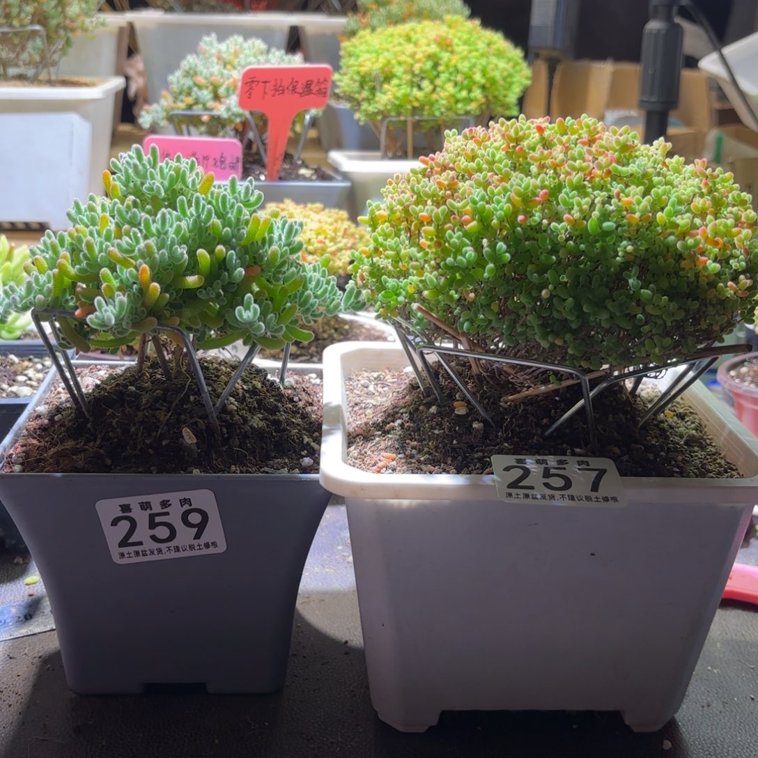 大***牛枝干番杏密橘257.冰晶259