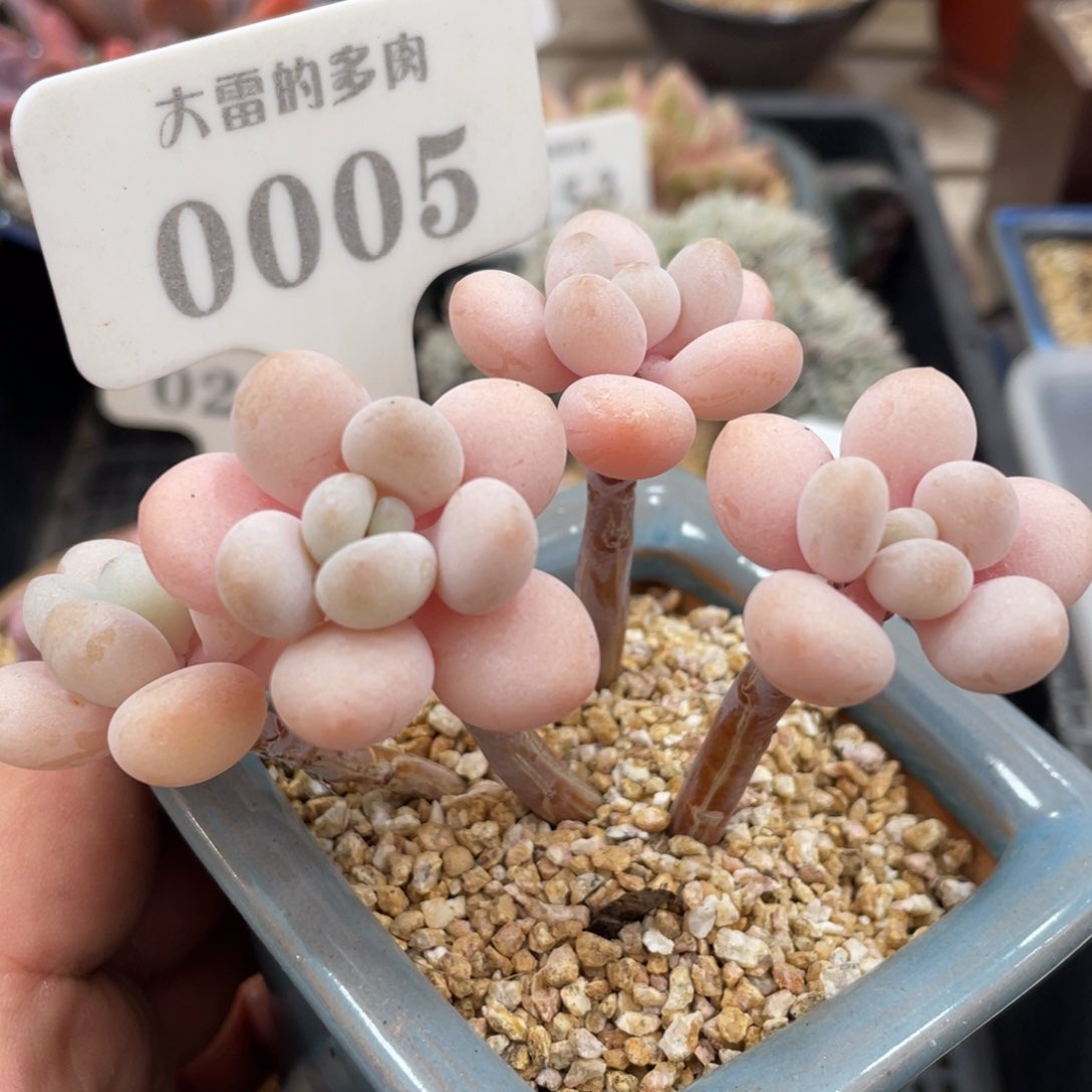 0005粉嘟嘟不带盆8厘米