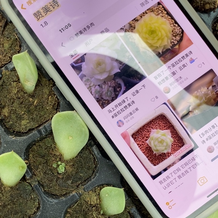 赞美诗芽苗一个多肉量