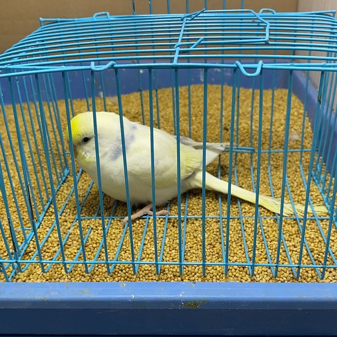 虎皮鹦鹉大头一只