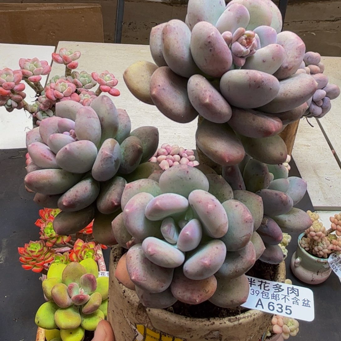 635/12cm咖啡美人