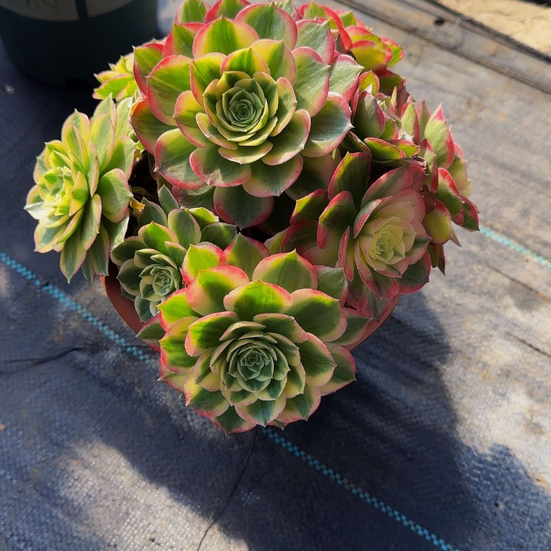 多肉植物海王老庄