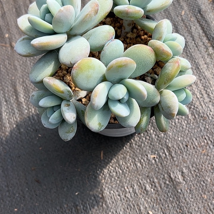 【闪购商品】雪美人