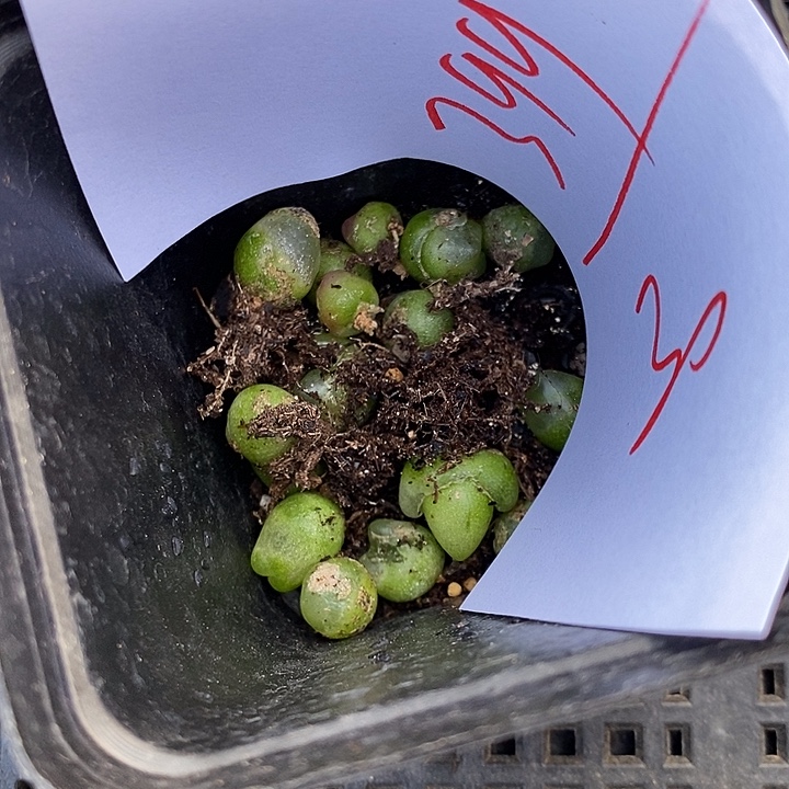 399小拉登一组。      