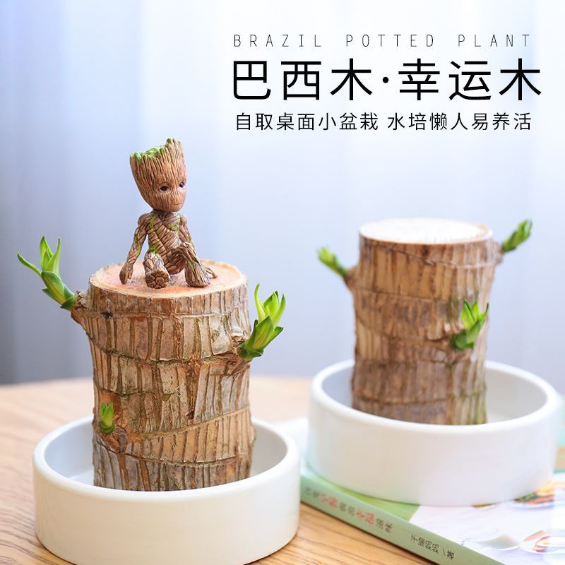 巴西木幸运木懒人开花格鲁特好养活办公室卧室阳桌台室内绿植盆栽