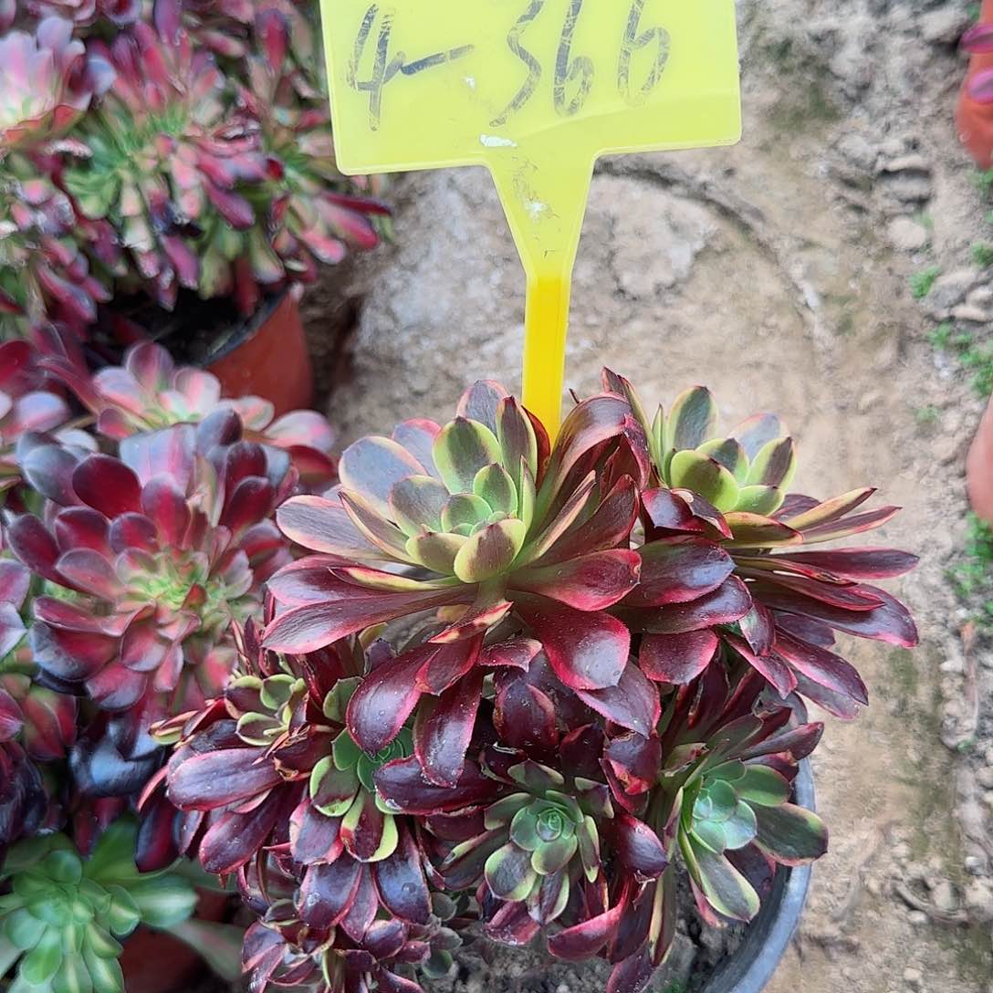 4-366+++多头多肉植物