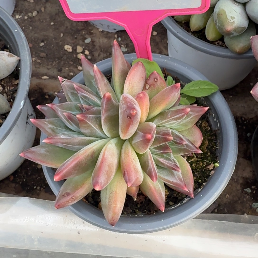 多肉植物一物一拍269