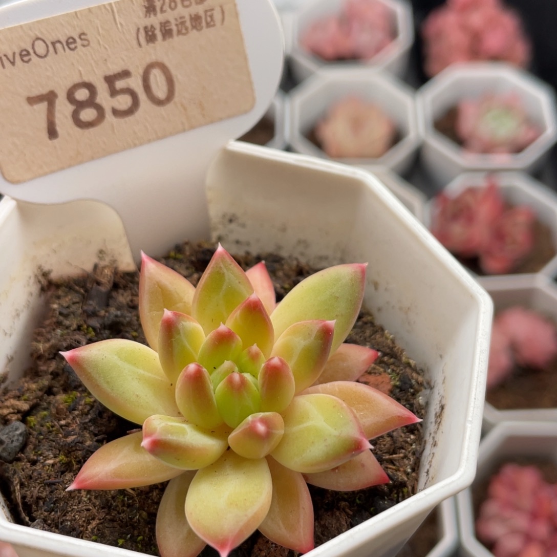 甲骨文7850-4.5厘米