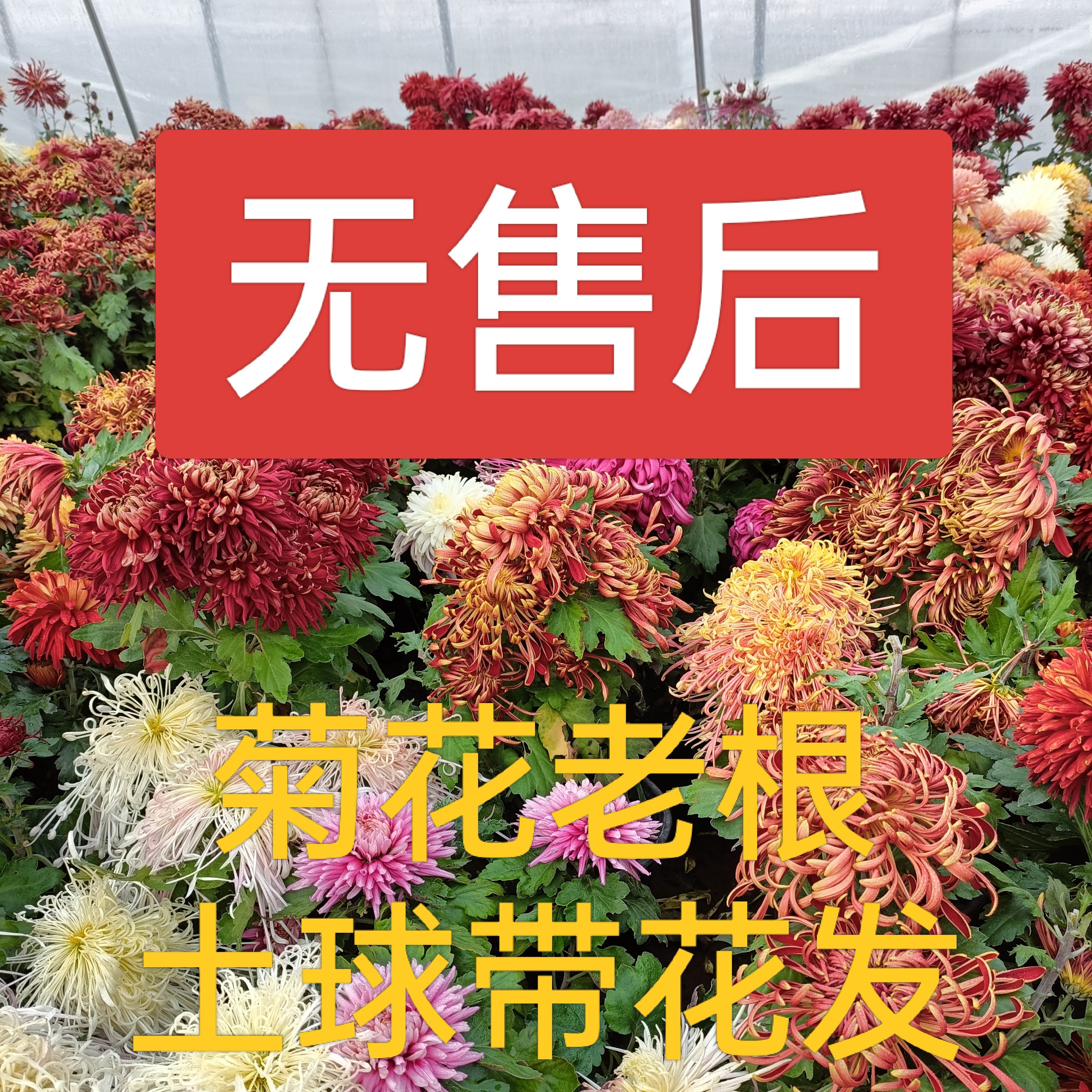 菊花老根（土球.带花发货）无售后 花太高要折断【冻死不包】一物一拍